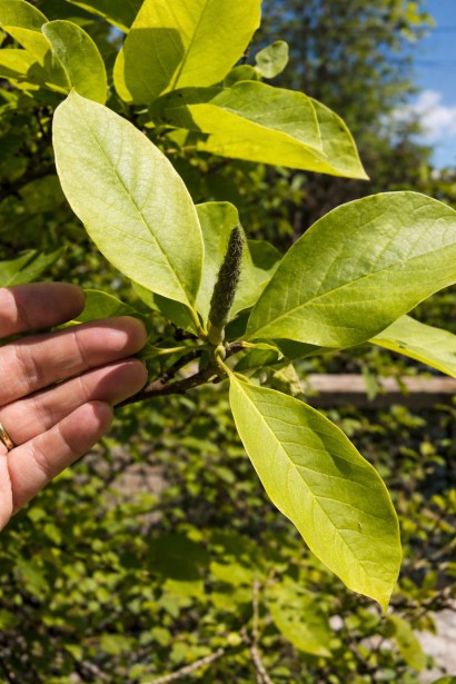 Magnolia Баттерфляйз листя